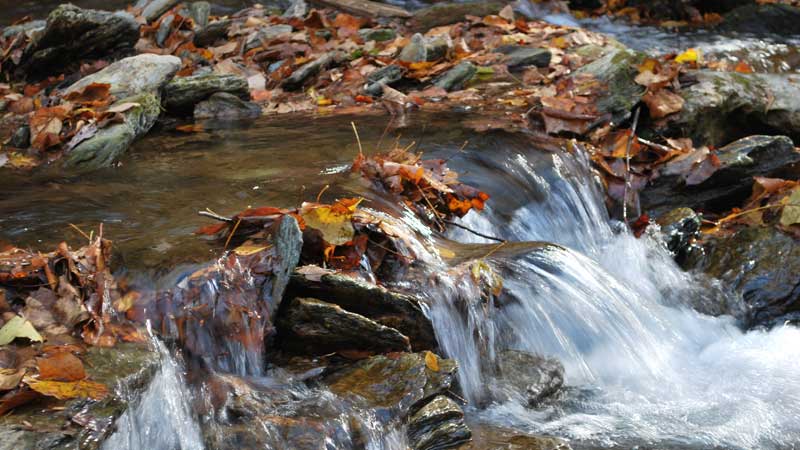Autumn leaves in a flowing stream.