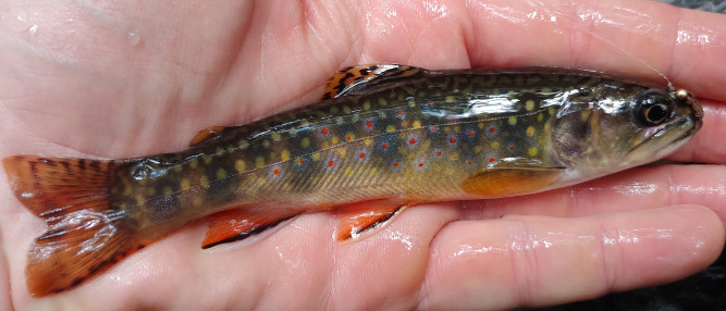 Brook trout (Salvelinus fontinalis).
