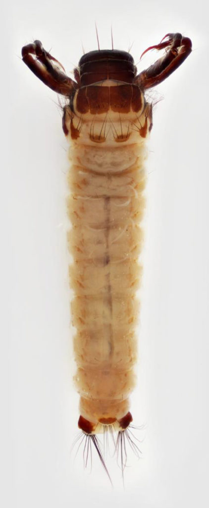 Caddisfly larva (Order: Trichoptera; Genus: Brachycentrus)