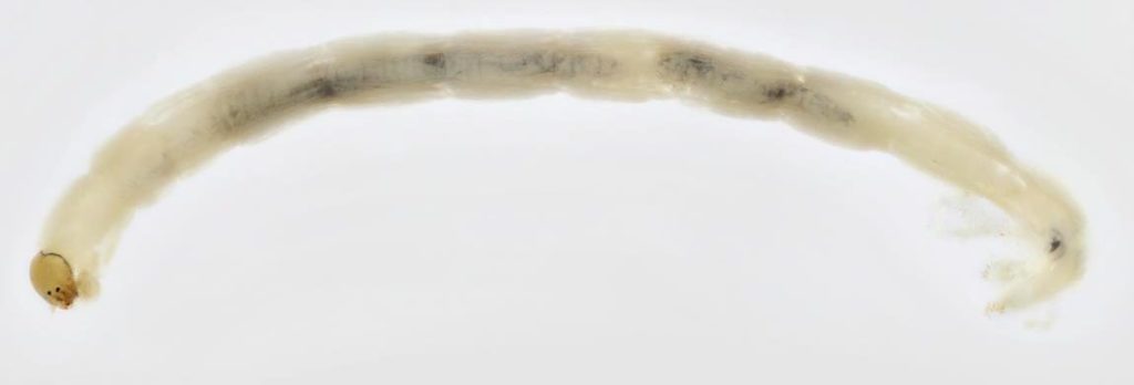 Pollution tolerant midge larvae (Family – Chironomidae; Genus – Chironomus)