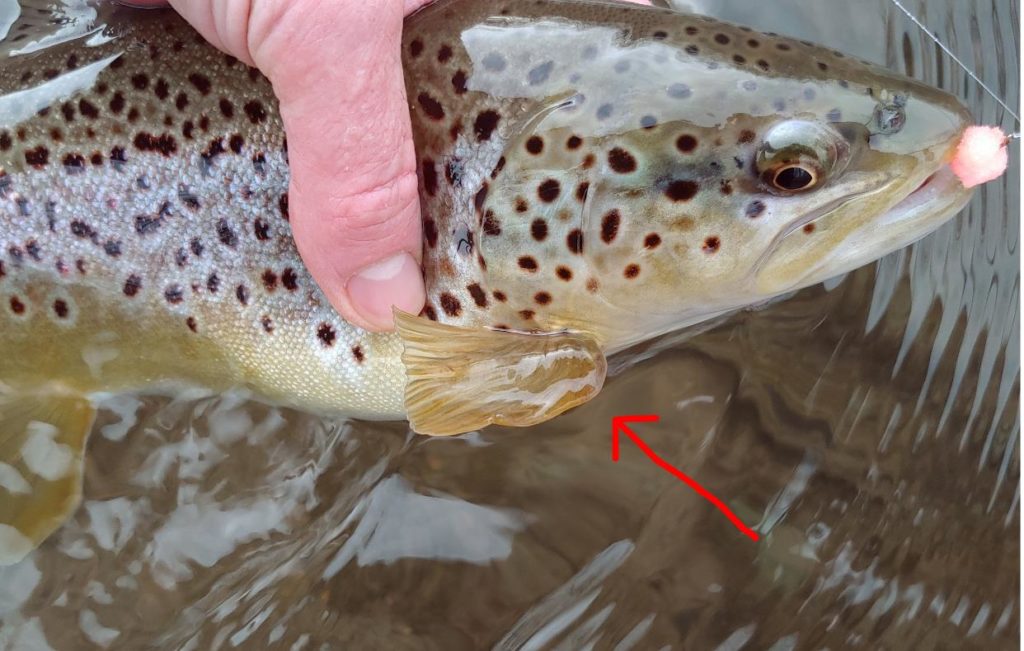 A hatchery-raised brown trout with a deformed pectoral fin.