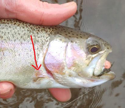 A hatchery-raised rainbow trout missing its pectoral fin.
