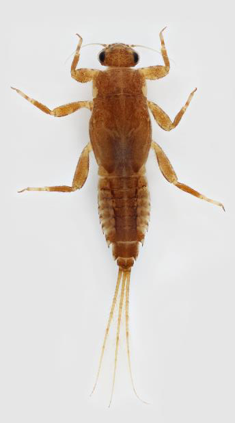 Mayfly larva (Order: Ephemeroptera; Genus: Ephemerella)