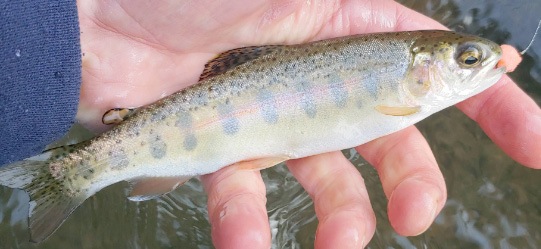 Rainbow trout (Oncorhynchus mykiss).