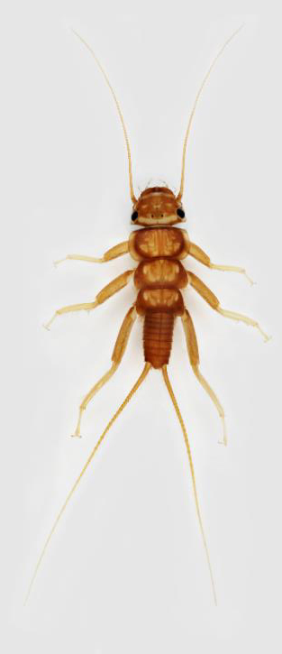 Stonefly larva (Order: Plecoptera; Genus: Acroneuria)